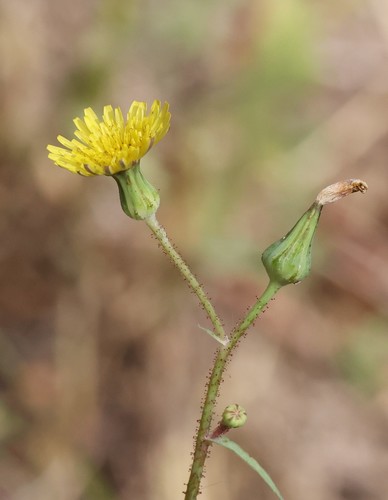 photo of Common Sow-thistle (Sonchus oleraceus)