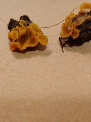 Pezizellaceae