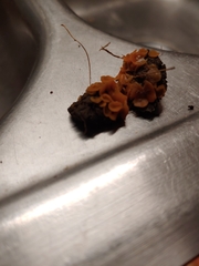 Pezizellaceae