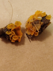 Pezizellaceae