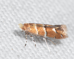 Cameraria corylisella