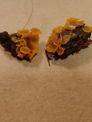 Pezizellaceae