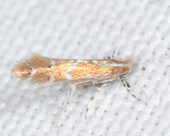 Cremastobombycia solidaginis