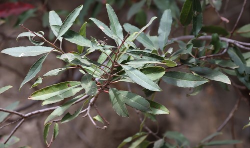 photo of Toyon (Heteromeles arbutifolia)