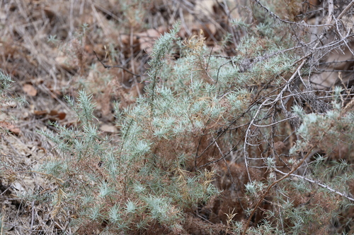 photo of Bush Seepweed (Suaeda nigra)