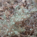 photo of Bush Seepweed (Suaeda nigra)