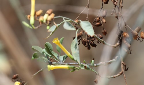 photo of Tree Tobacco (Nicotiana glauca)