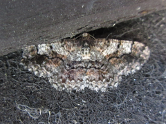 Satoblephara parvularia