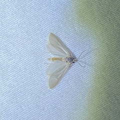 Acentria ephemerella