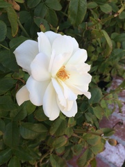 Rosa