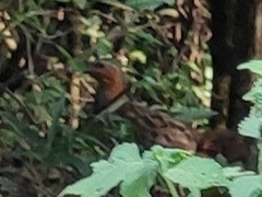 Bambusicola thoracicus