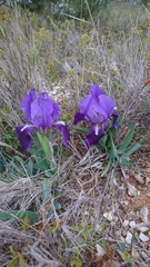 Iris lutescens