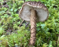 Lepiota calcicola