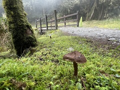 Lepiota calcicola