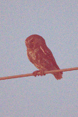 Micrathene whitneyi