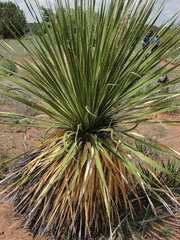 Dasylirion leiophyllum