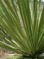 Dasylirion leiophyllum