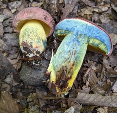 Butyriboletus roseopurpureus