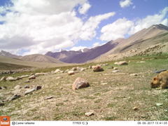 Marmota himalayana