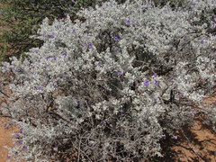 Leucophyllum candidum