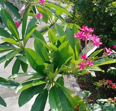 Plumeria rubra