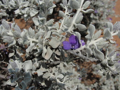 Leucophyllum candidum