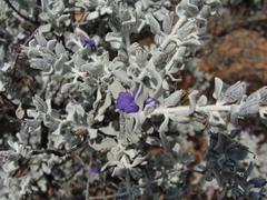 Leucophyllum candidum