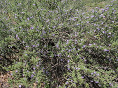 Leucophyllum laevigatum