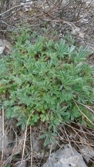 Potentilla hirta
