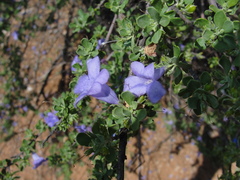 Leucophyllum laevigatum