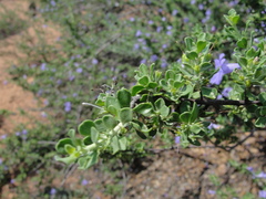 Leucophyllum laevigatum