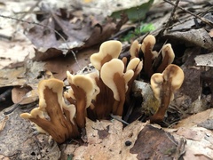 Spathulariopsis velutipes