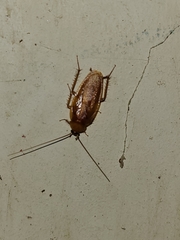 Parcoblatta virginica