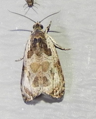 Olethreutes permundana