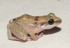 Eleutherodactylus etheridgei