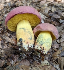 Butyriboletus roseopurpureus