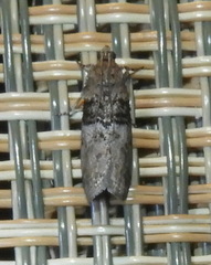 Tlascala reductella