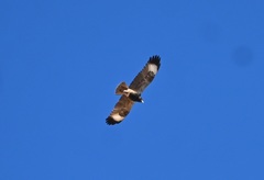 Hamirostra melanosternon