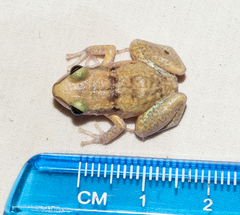 Eleutherodactylus etheridgei