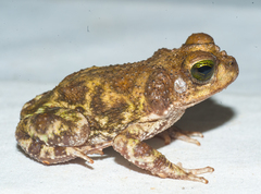 Peltophryne peltocephala