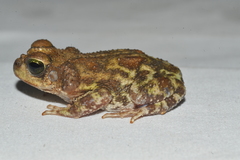 Peltophryne peltocephala