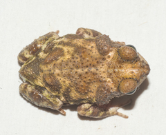 Peltophryne peltocephala
