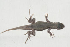 Leiocephalus raviceps