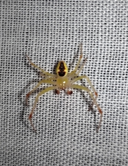 Araneus alboventris