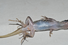 Leiocephalus raviceps