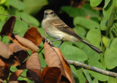 Cnemotriccus fuscatus