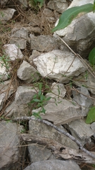 Arenaria provincialis