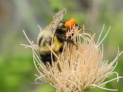 Bombus impatiens image