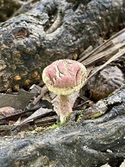 Basidiomycota