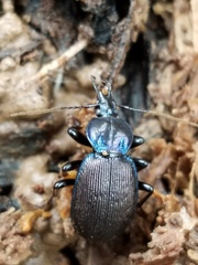 Sphaeroderus stenostomus